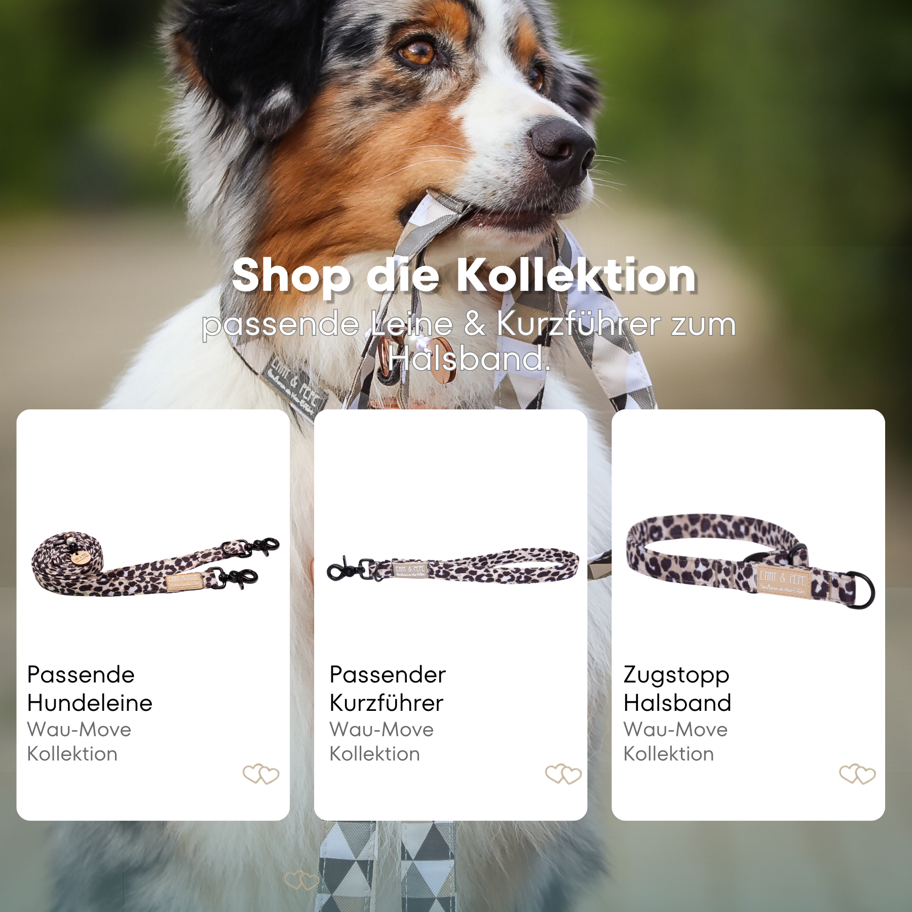 Australischer Shepherd mit gemustertem Fell hält eine passende Hundeleine im Maul. Über dem Bild steht der Text „Shop die Kollektion – passende Leine & Kurzführer zum Halsband“. Darunter werden drei Produkte der Wau-Move-Kollektion präsentiert: eine Hundeleine, ein Kurzführer und ein Zugstopp-Halsband in Leooptik.