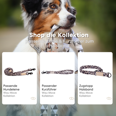 Australischer Shepherd mit gemustertem Fell hält eine passende Hundeleine im Maul. Über dem Bild steht der Text „Shop die Kollektion – passende Leine & Kurzführer zum Halsband“. Darunter werden drei Produkte der Wau-Move-Kollektion präsentiert: eine Hundeleine, ein Kurzführer und ein Zugstopp-Halsband in Leooptik.