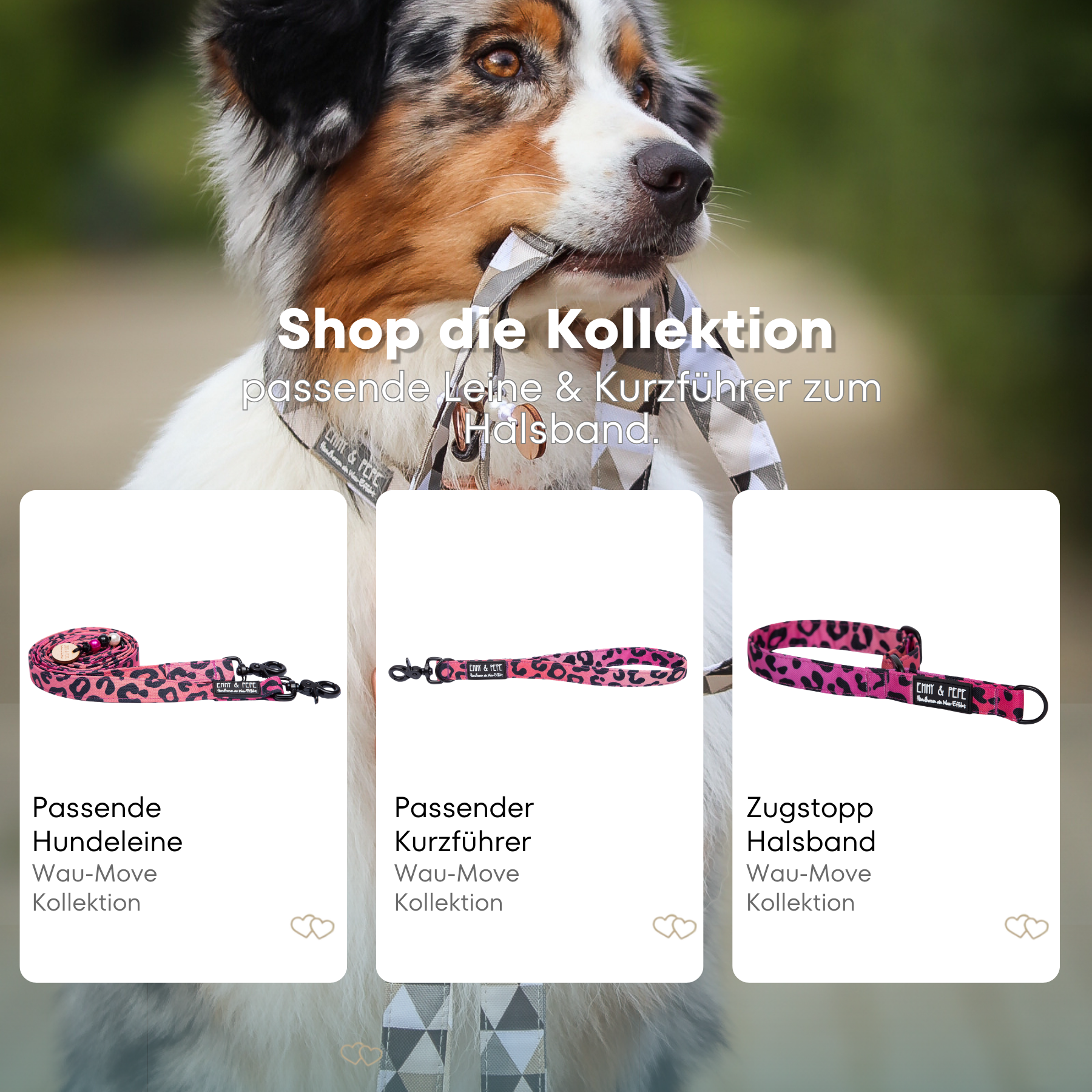 Australischer Shepherd mit gemustertem Fell hält eine passende Hundeleine im Maul. Über dem Bild steht der Text „Shop die Kollektion – passende Leine & Kurzführer zum Halsband“. Darunter werden drei Produkte der Wau-Move-Kollektion präsentiert: eine Hundeleine, ein Kurzführer und ein Zugstopp-Halsband in pinkem Leomuster.
