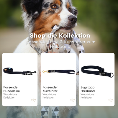 Australischer Shepherd mit gemustertem Fell hält eine passende Hundeleine im Maul. Über dem Bild steht der Text „Shop die Kollektion – passende Leine & Kurzführer zum Halsband“. Darunter werden drei Produkte der Wau-Move-Kollektion präsentiert: eine Hundeleine, ein Kurzführer und ein Zugstopp-Halsband in dunklem Blau.