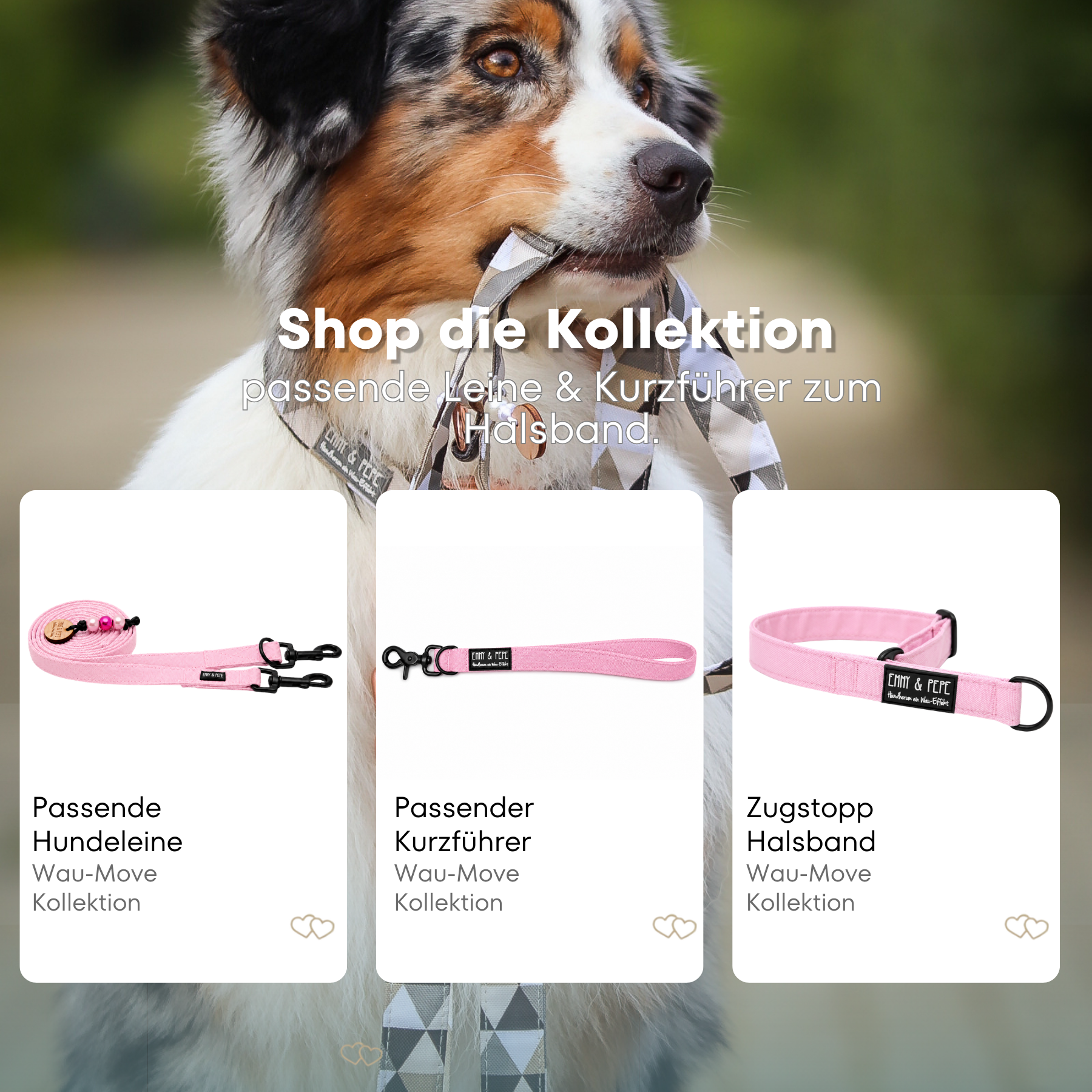 Australischer Shepherd mit gemustertem Fell hält eine passende Hundeleine im Maul. Über dem Bild steht der Text „Shop die Kollektion – passende Leine & Kurzführer zum Halsband“. Darunter werden drei Produkte der Wau-Move-Kollektion präsentiert: eine Hundeleine, ein Kurzführer und ein Zugstopp-Halsband in Rosa.
