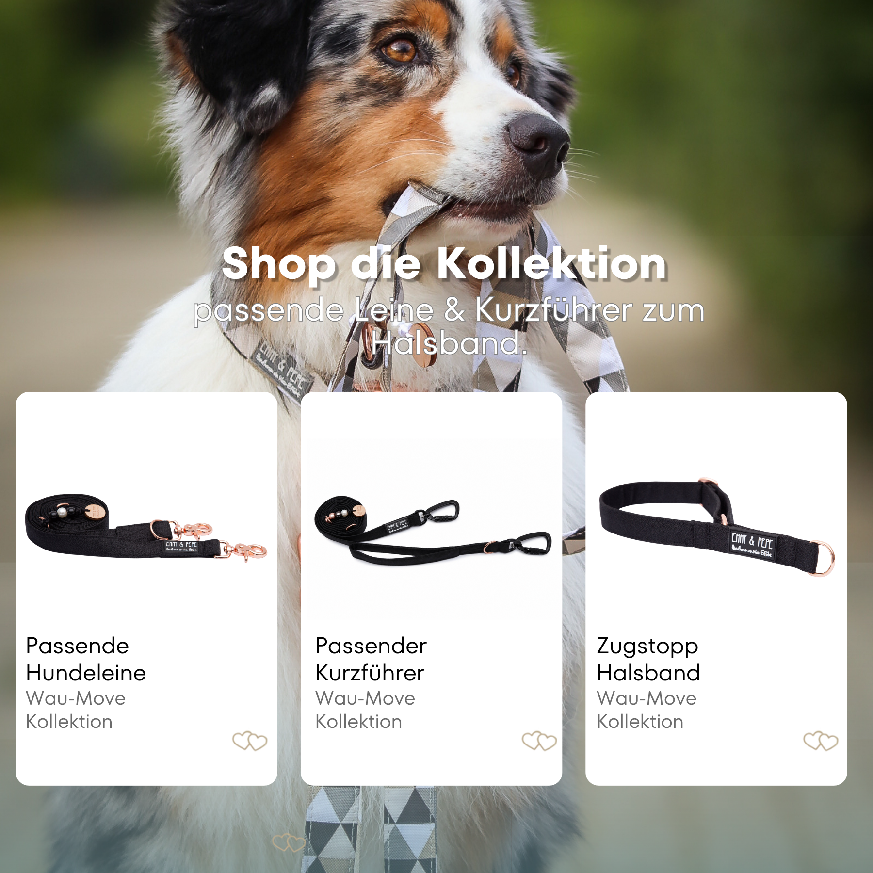 Australischer Shepherd mit gemustertem Fell hält eine passende Hundeleine im Maul. Über dem Bild steht der Text „Shop die Kollektion – passende Leine & Kurzführer zum Halsband“. Darunter werden drei Produkte der Wau-Move-Kollektion präsentiert: eine Hundeleine, ein Kurzführer und ein Zugstopp-Halsband in Schwarz.