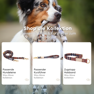 Australischer Shepherd mit gemustertem Fell hält eine passende Hundeleine im Maul. Über dem Bild steht der Text „Shop die Kollektion – passende Leine & Kurzführer zum Halsband“. Darunter werden drei Produkte der Wau-Move-Kollektion präsentiert: eine Hundeleine, ein Kurzführer und ein Zugstopp-Halsband in kariertem Muster.