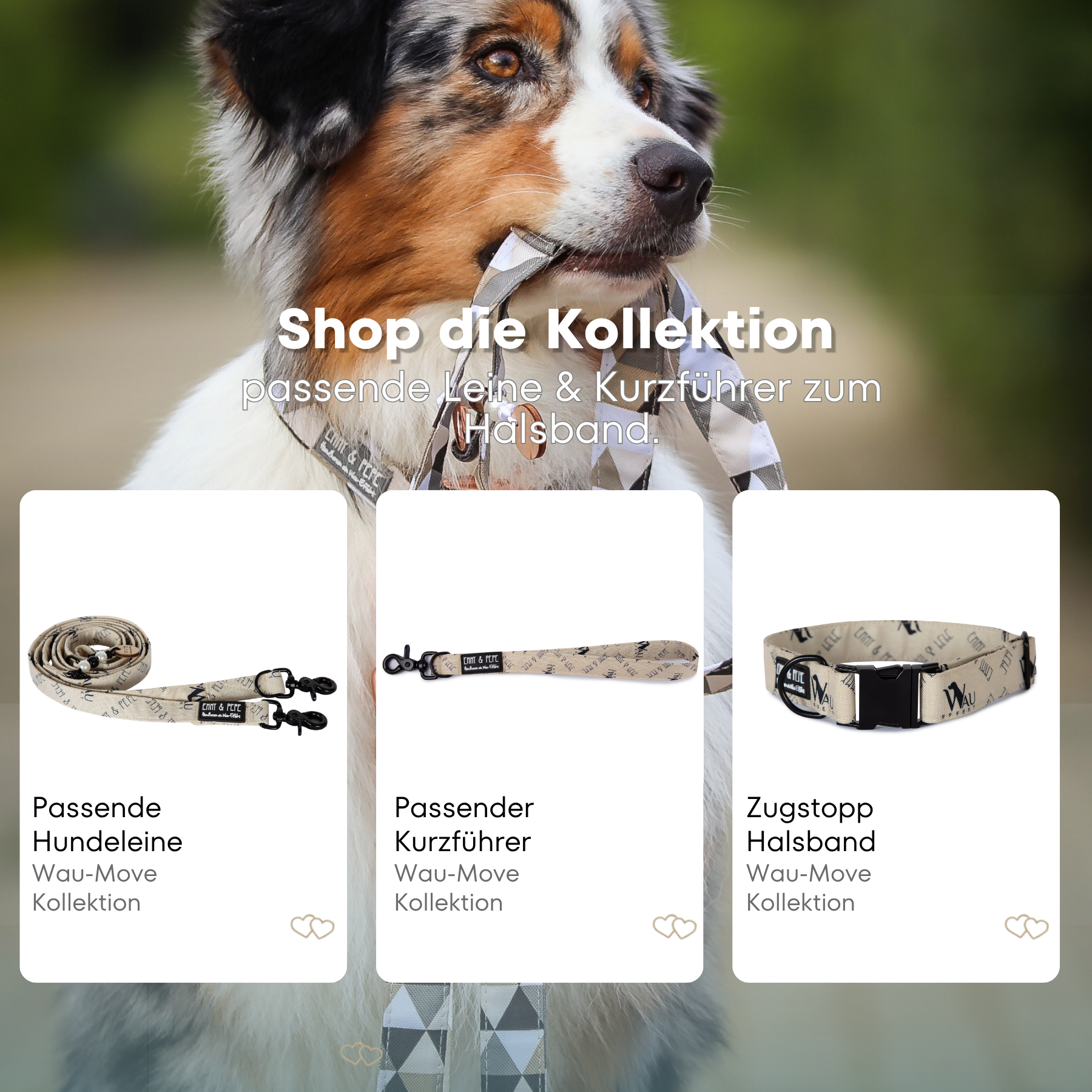 Australischer Shepherd mit gemustertem Fell hält eine passende Hundeleine im Maul. Über dem Bild steht der Text „Shop die Kollektion – passende Leine & Kurzführer zum Halsband“. Darunter werden drei Produkte der Wau-Move-Kollektion präsentiert: eine Hundeleine, ein Kurzführer und ein Zugstopp-Halsband in Creme mit Wau-Effekt Logo.
