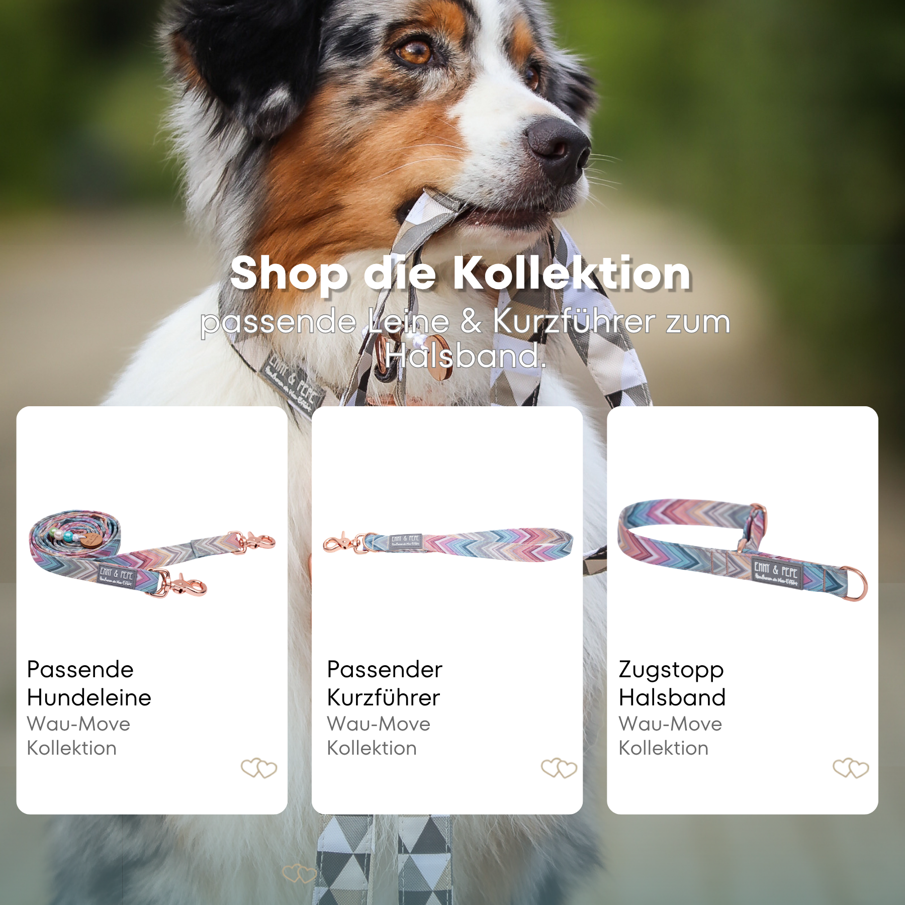 Australischer Shepherd mit gemustertem Fell hält eine passende Hundeleine im Maul. Über dem Bild steht der Text „Shop die Kollektion – passende Leine & Kurzführer zum Halsband“. Darunter werden drei Produkte der Wau-Move-Kollektion präsentiert: eine Hundeleine, ein Kurzführer und ein Zugstopp-Halsband in pastellfarbenem Zickzackmuster