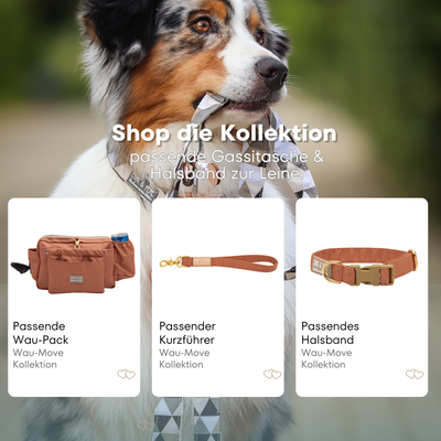 Australian Shepherd mit passendem Halsband und Hundeleine aus der Wau-Move Kollektion. Entdecke Halsband, Kurzführer und Gassitasche im abgestimmten Design Cinnamon in Hellbraun für stilvolle Hundespaziergänge.