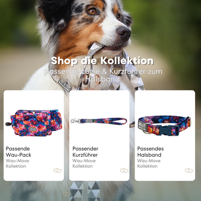 Australian Shepherd mit passendem Halsband und Hundeleine aus der Wau-Move Kollektion. Entdecke Halsband, Kurzführer und Zugstopp-Halsband im abgestimmten Design Dahlia in buntem Blumenmuster für stilvolle Hundespaziergänge.