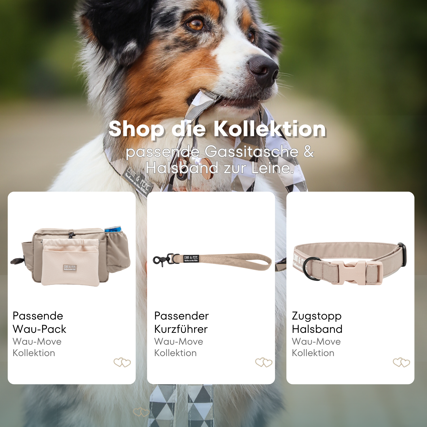Australischer Shepherd mit gemustertem Fell hält eine passende Hundeleine im Maul. Über dem Bild steht der Text „Shop die Kollektion – passende Gassitasche &  Halsband zur Leine“. Darunter werden drei Produkte der Wau-Move-Kollektion präsentiert: eine Wau-Pack, ein Kurzführer und ein Halsband in einem Creme.