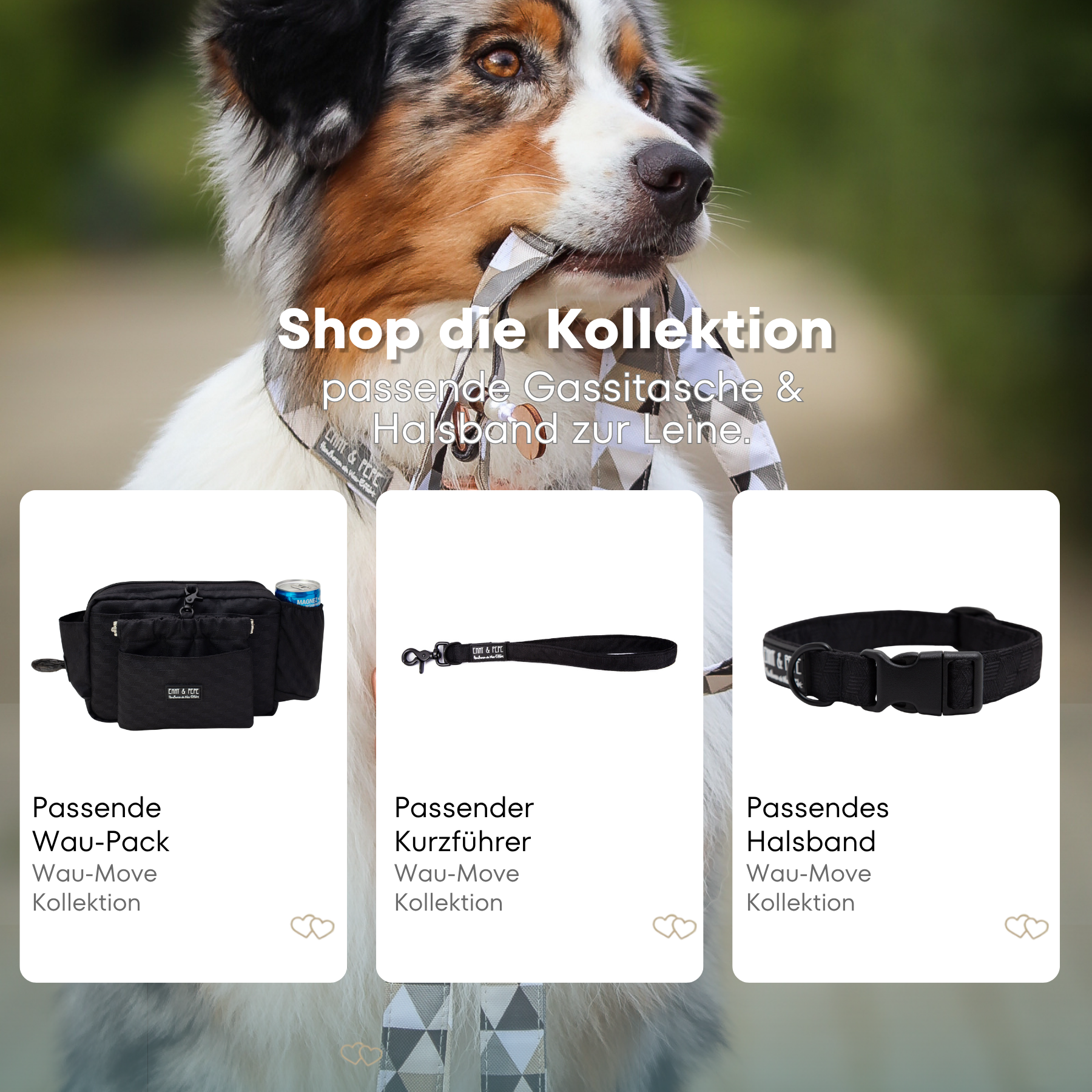 Australischer Shepherd mit gemustertem Fell hält eine passende Hundeleine im Maul. Über dem Bild steht der Text „Shop die Kollektion – passende Leine & Kurzführer zum Halsband“. Darunter werden drei Produkte der Wau-Move-Kollektion präsentiert: eine Gassitasche, ein Kurzführer und ein Halsband in einem sattem Schwarz.