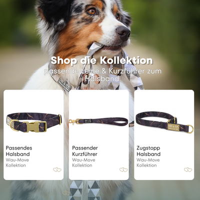 Australian Shepherd mit passendem Halsband und Hundeleine aus der Wau-Move Kollektion. Entdecke Halsband, Kurzführer und Zugstopp-Halsband im abgestimmten Design Golden Plum für stilvolle Hundespaziergänge.
