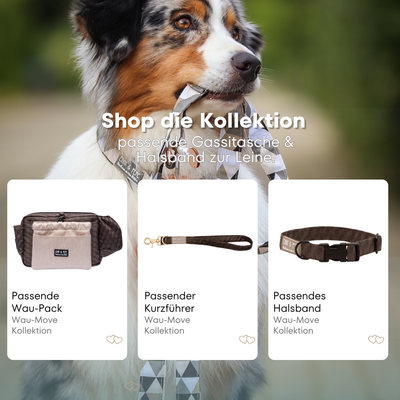 Australian Shepherd mit passendem Halsband und Hundeleine aus der Wau-Move Kollektion. Entdecke Halsband, Kurzführer und Zugstopp-Halsband im abgestimmten Design Hazel in Braun für stilvolle Hundespaziergänge.