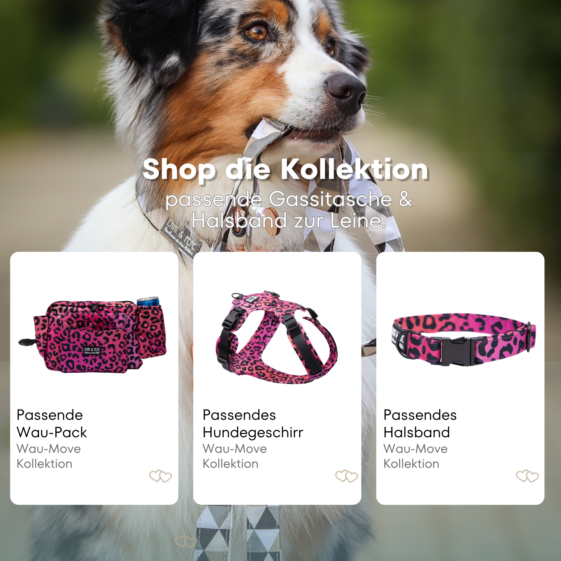 Australischer Shepherd mit gemustertem Fell hält eine passende Hundeleine im Maul. Über dem Bild steht der Text „Shop die Kollektion – passende Leine & Kurzführer zum Halsband“. Darunter werden drei Produkte der Wau-Move-Kollektion präsentiert: eine Gassitasche, ein Hundegeschirr und ein Halsband in einem kräftigem pinkem Leomuster.