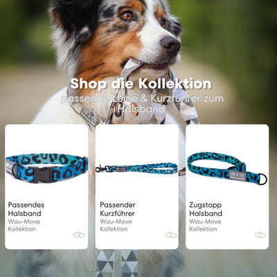 Leo Aqua dog leash