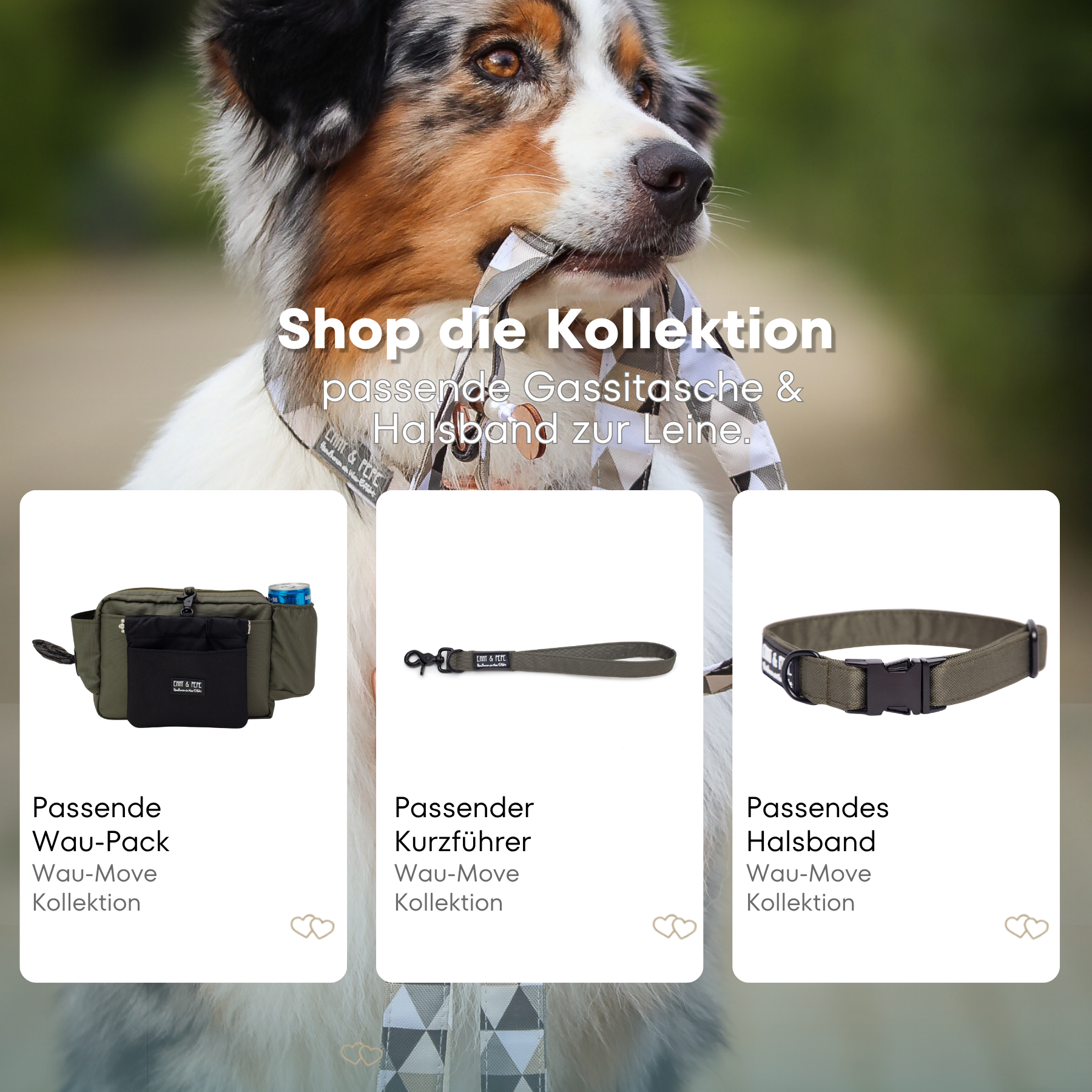 Australischer Shepherd mit gemustertem Fell hält eine passende Hundeleine im Maul. Über dem Bild steht der Text „Shop die Kollektion – passende Leine & Kurzführer zum Halsband“. Darunter werden drei Produkte der Wau-Move-Kollektion präsentiert: eine Gassitasche, ein Kurzführer und ein Halsband in einem satten Olive.