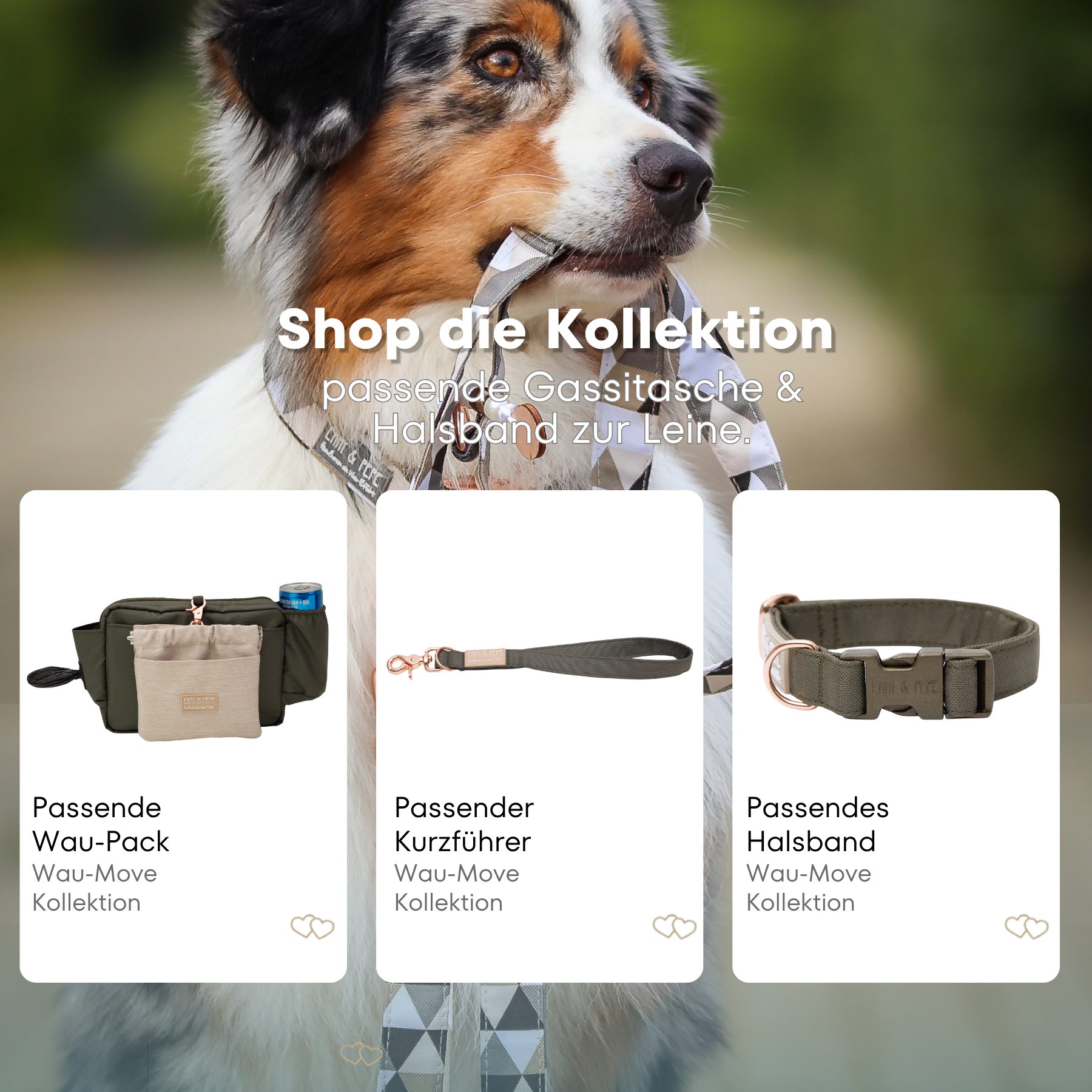 Australischer Shepherd mit gemustertem Fell hält eine passende Hundeleine im Maul. Über dem Bild steht der Text „Shop die Kollektion – passende Gassitasche & Halsband zur Leine“. Darunter werden drei Produkte der Wau-Move-Kollektion präsentiert: eine Wau-Pack, ein Kurzführer und ein Halsband in kräftigem Olive.