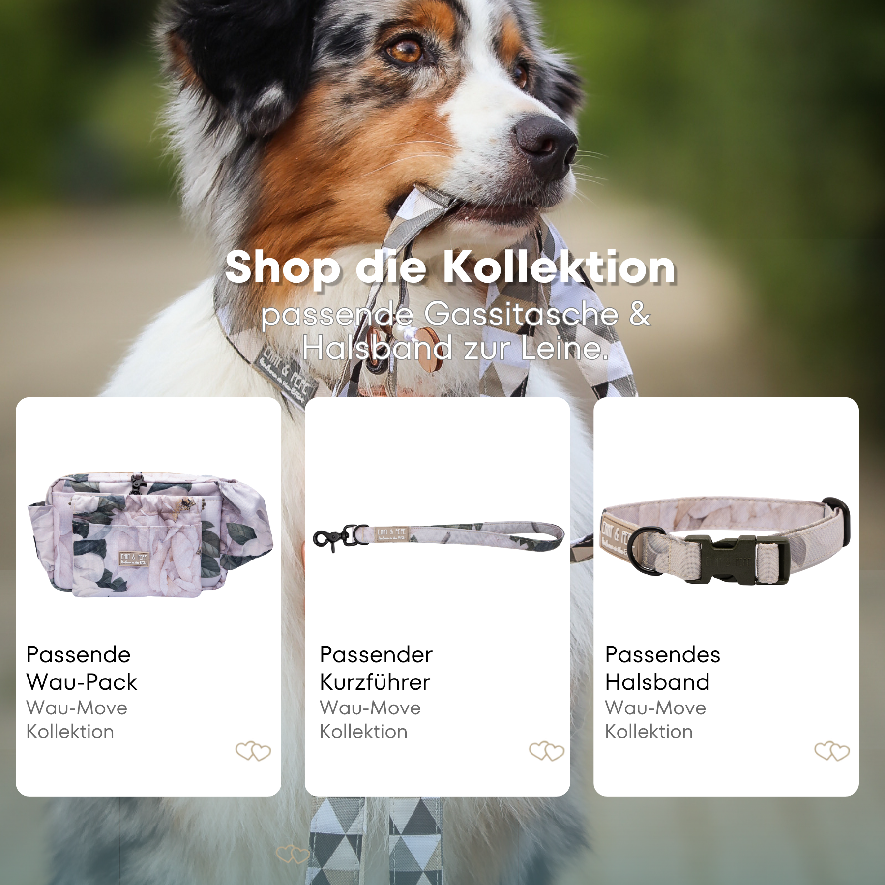 Australian Shepherd mit passendem Halsband und Hundeleine aus der Wau-Move Kollektion. Entdecke Halsband, Kurzführer und Gassitasche im abgestimmten Design Magnolia für stilvolle Hundespaziergänge.