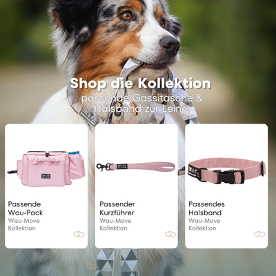 Australian Shepherd mit passendem Halsband und Hundeleine aus der Wau-Move Kollektion. Entdecke Halsband, Kurzführer und Gassitasched im abgestimmten Design Rosi in Rosa für stilvolle Hundespaziergänge.