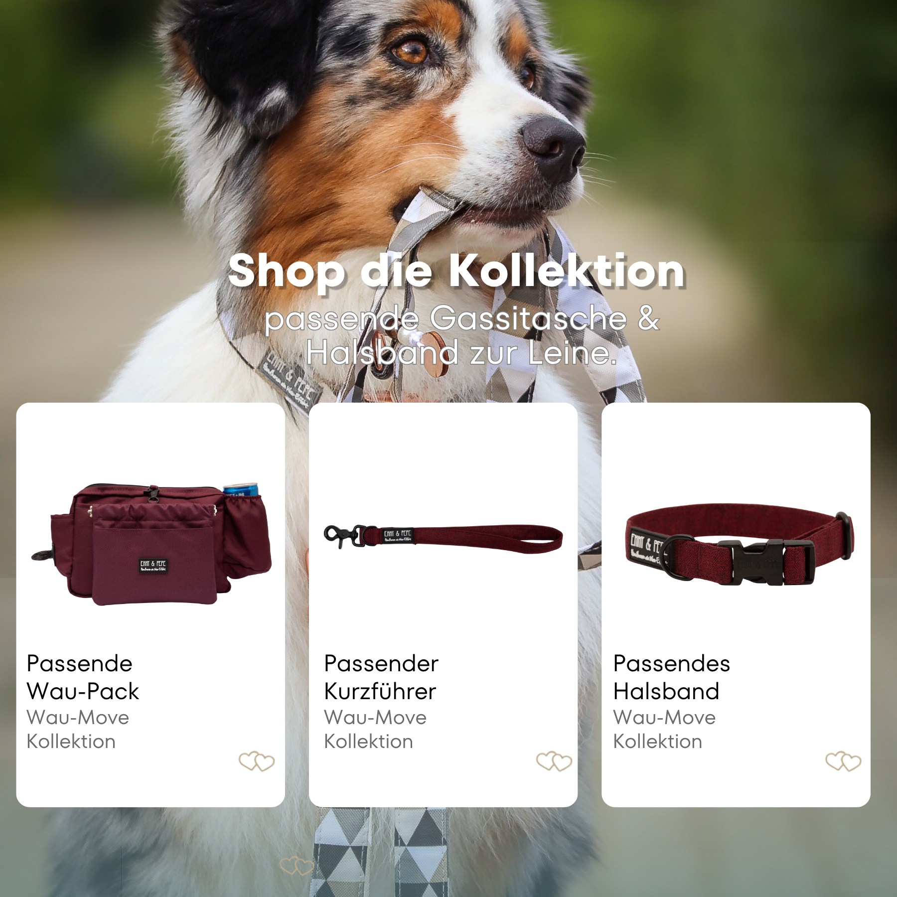 Australian Shepherd mit passendem Halsband und Hundeleine aus der Wau-Move Kollektion. Entdecke Halsband, Kurzführer und Gassitasche im abgestimmten Design Velvet in Bordeaux für stilvolle Hundespaziergänge.