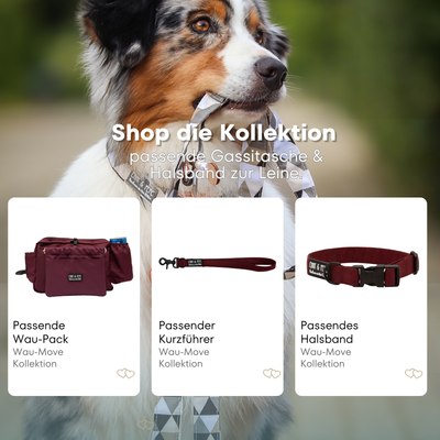 Australian Shepherd mit passendem Halsband und Hundeleine aus der Wau-Move Kollektion. Entdecke Halsband, Kurzführer und Gassitasche im abgestimmten Design Velvet in Bordeaux für stilvolle Hundespaziergänge.
