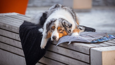 HUNDEMATTEN & DECKEN