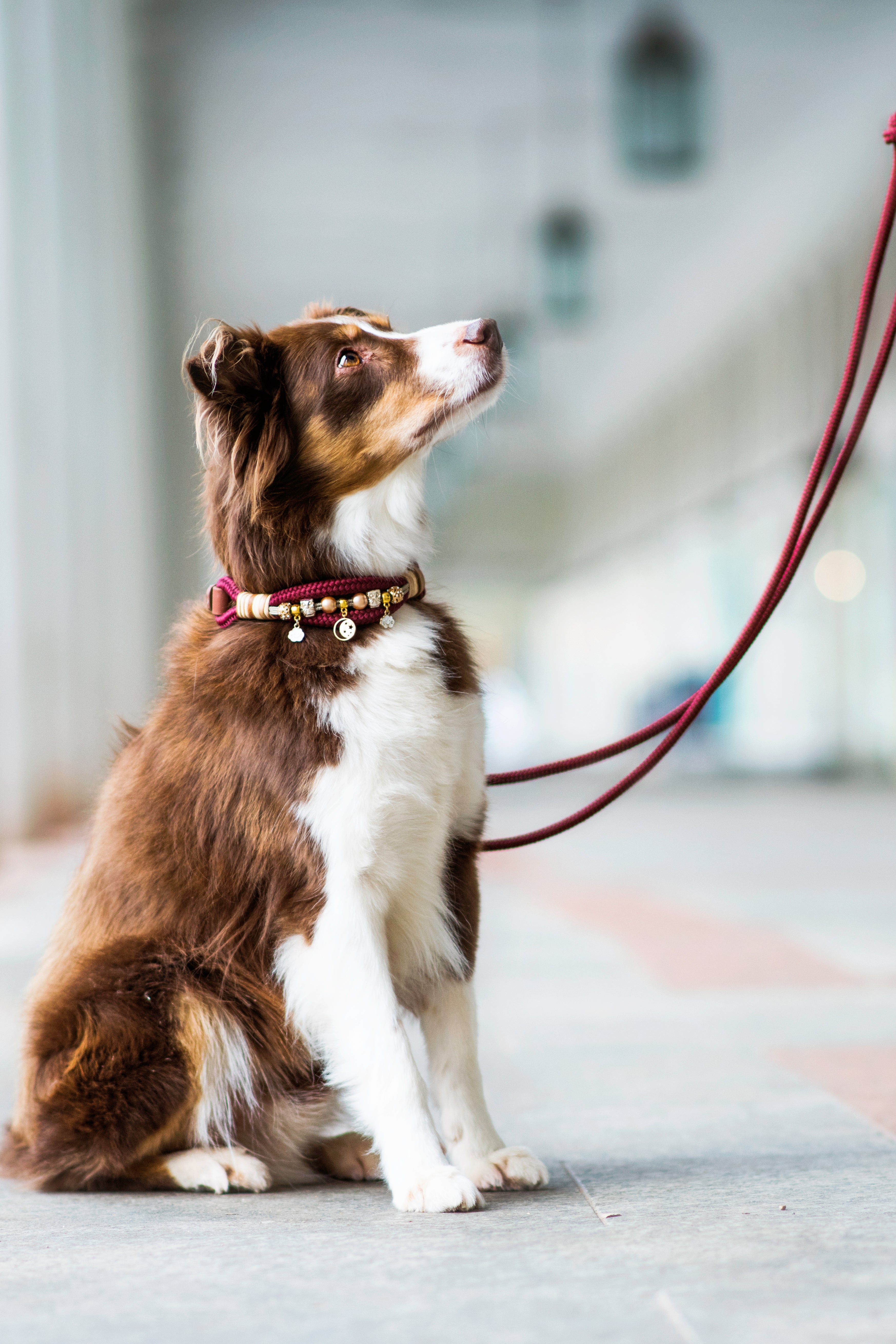 Hund mit EMMY & PEPE Halsband und Leine sitzt und blickt nach oben