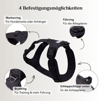Cheerful Black Dog Harness