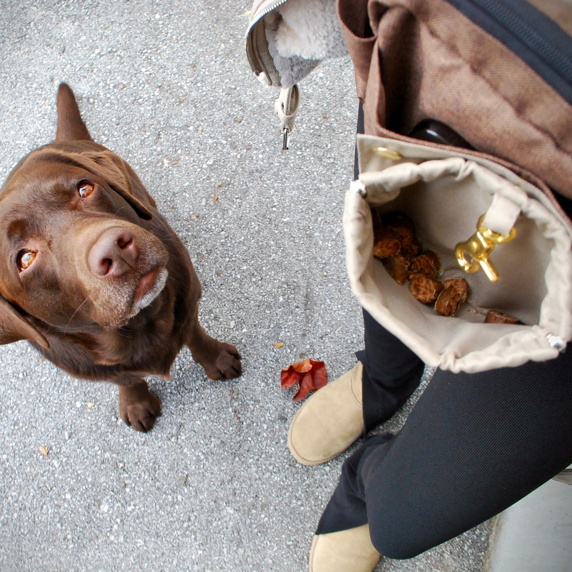 Abnehmbare Wau-Pocket als Leckerli Tasche für die Wau-Pack, ideal für schnellen Zugriff auf Belohnungen beim Gassi gehen und Hundetraining.