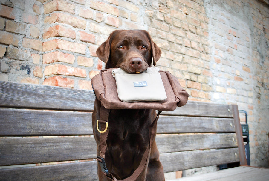 Schokoladenbrauner Labrador trägt die goldbraune Wau-Pack Gassitasche von EMMY & PEPE mit heller Wau-Pocket stolz im Maul, Bank im Hintergrund