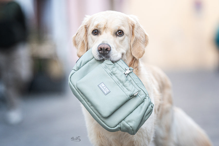Golden Retriever hält die Wau-Pack Gassitasche von EMMY & PEPE sanft im Maul, Nahaufnahme