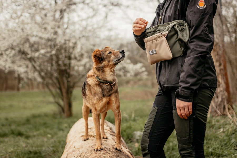 Wau-Pack Lotte Bauchtasche mit hellbrauner Wau-Pocket, Hund bekommt Leckerli