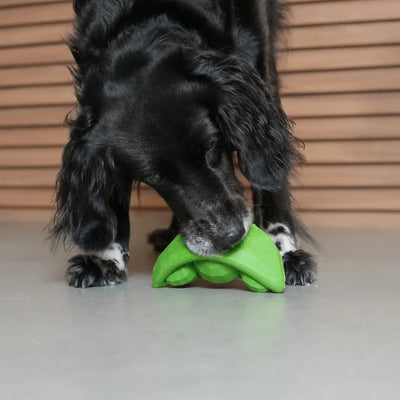 Schwarzer Langhaarhund mit Schlappohren der mit einem Hundespielzeug aus Kautschuk in Form von grünen Erbsen spielt