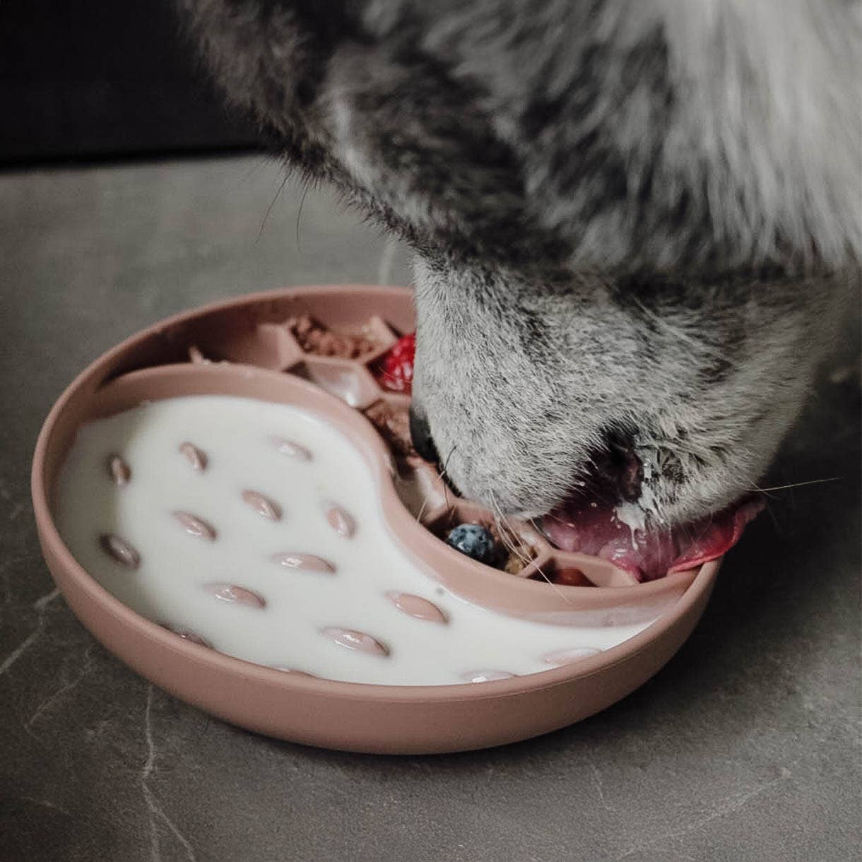 nassfutter.jpg
Hund frisst Nassfutter aus einem Anti-Schlingnapf für langsames Fressen.