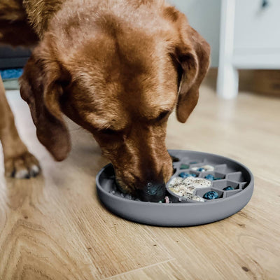 Hund frisst langsam aus einem Anti-Schlingnapf mit strukturierter Oberfläche.