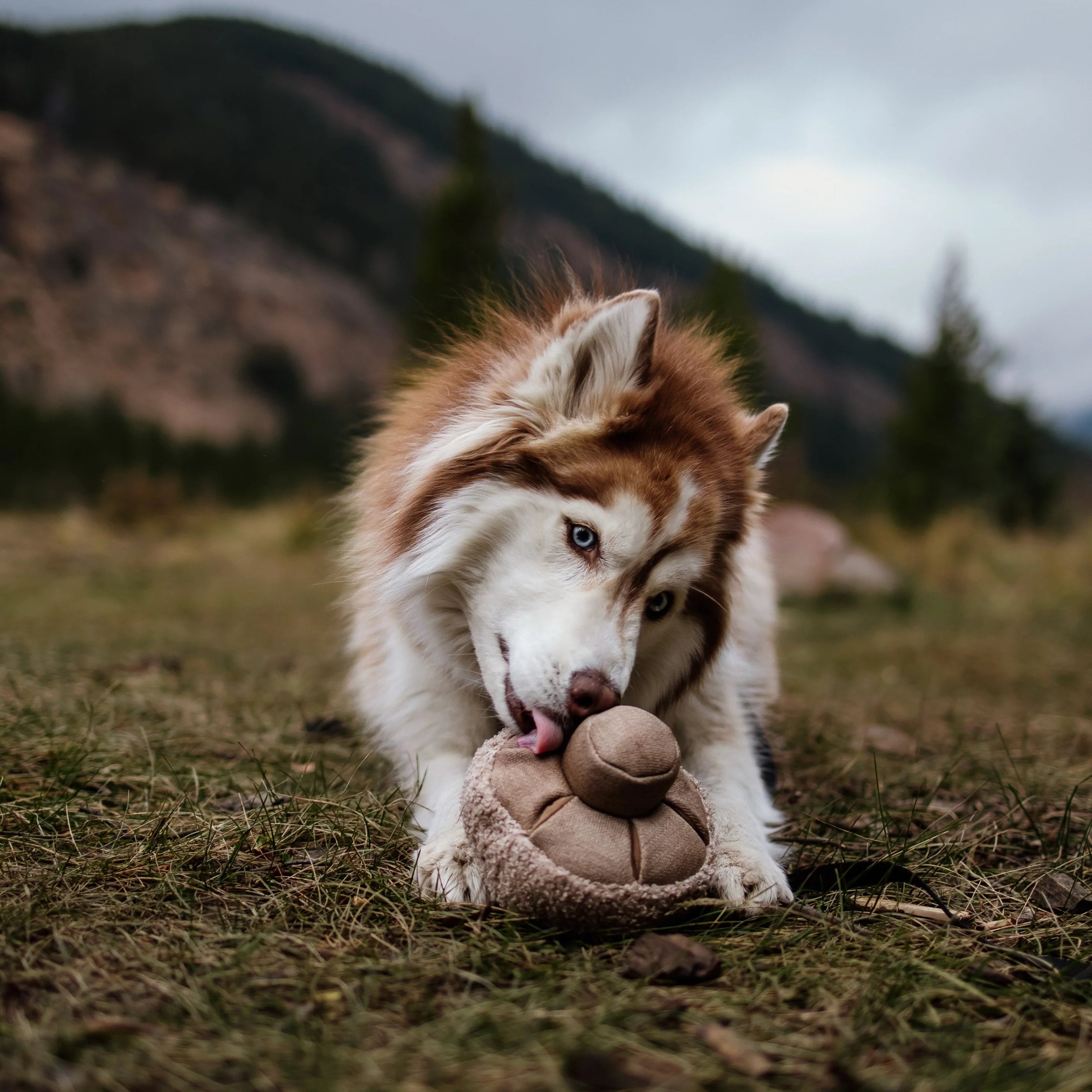Brauner Husky in der Wiese liegend, schleckt an einem cremefarbenen Pilz aus Stoff