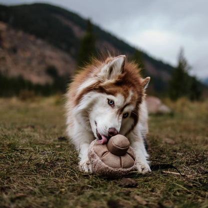Brauner Husky in der Wiese liegend, schleckt an einem cremefarbenen Pilz aus Stoff