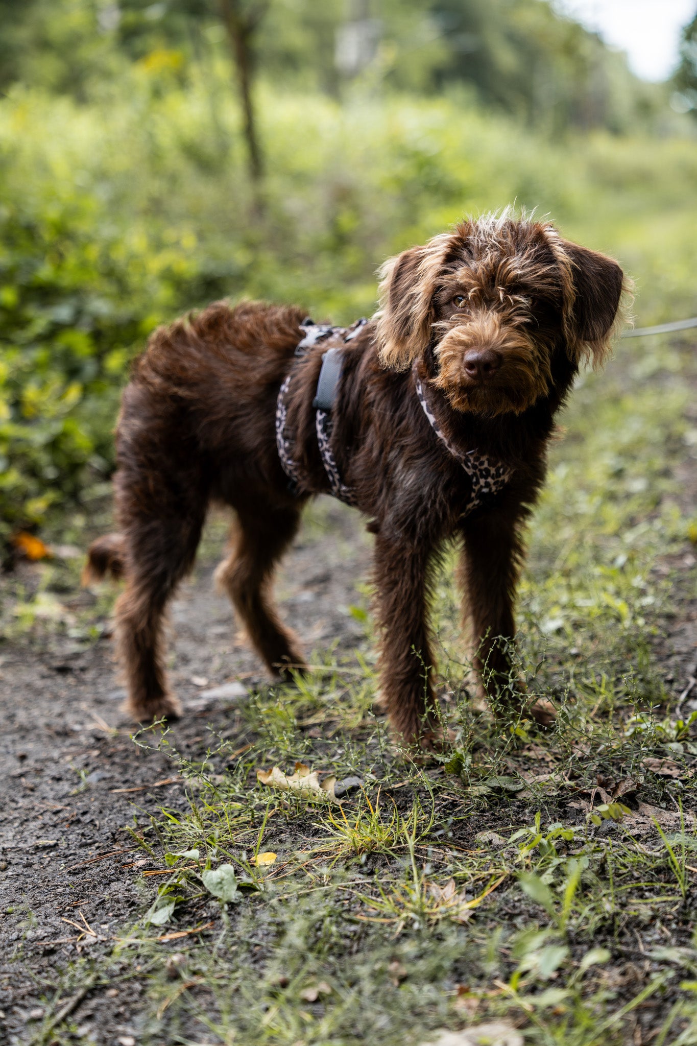 brauner Hund mit Hundegeschirr Safety steht auf einem Waldweg umgeben von Grün