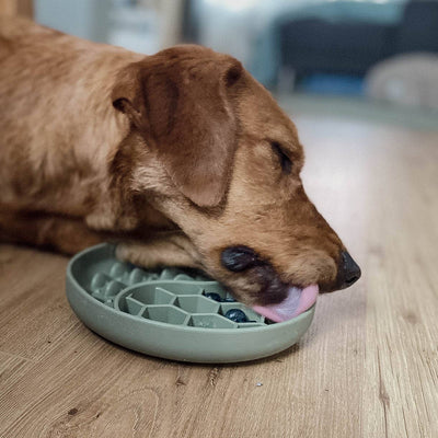Hund nutzt die Schleckmatte zur ruhigen Beschäftigung und Futteraufnahme.