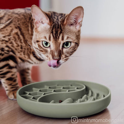 Katze nutzt die Schleckmatte und den Anti-Schlingnapf aus Silikon.