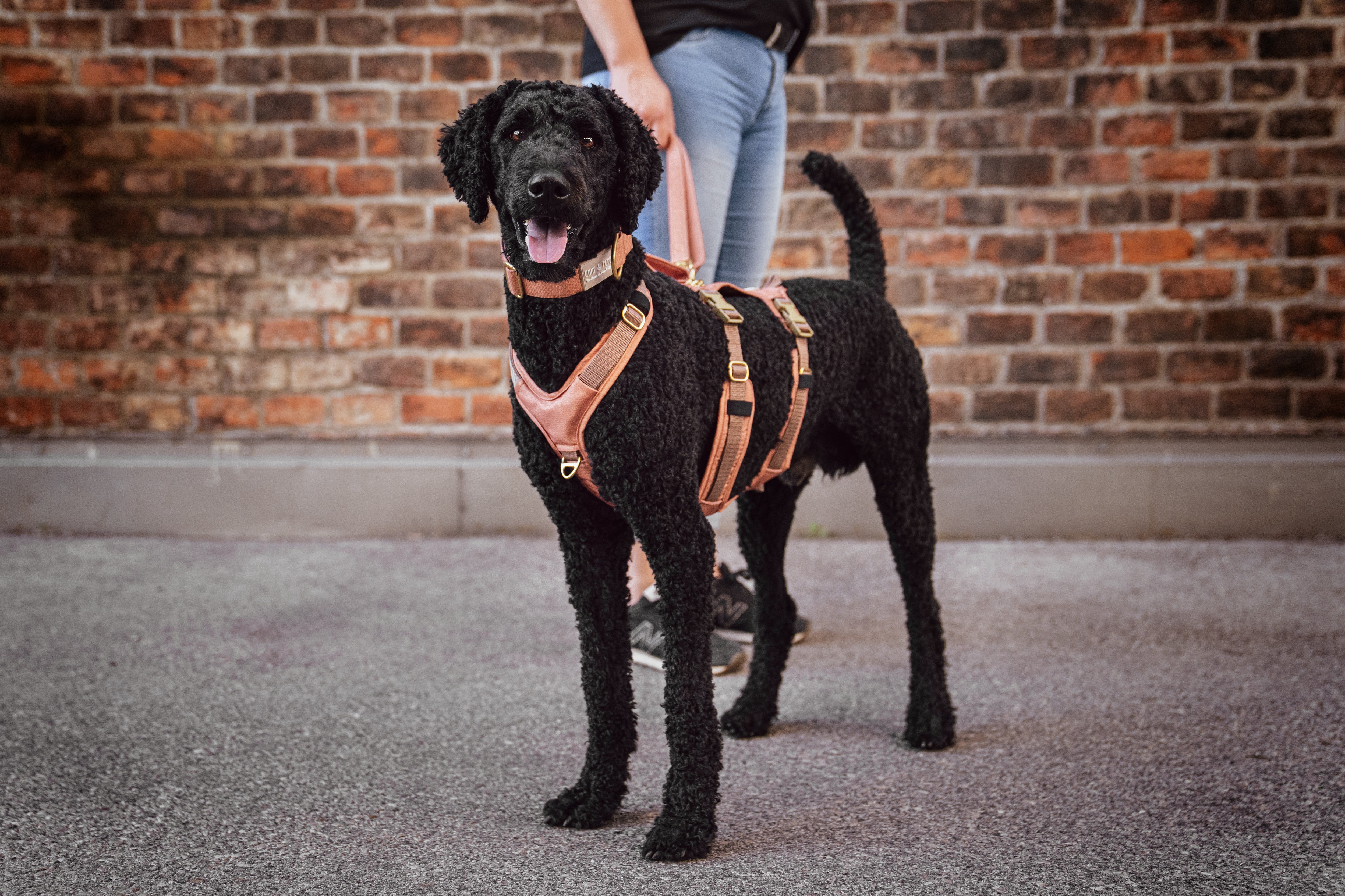 Schwarzer Hund trägt Hundegeschirr Safety Cinnamon vor einer Backsteinwand mit Halter im Hintergrund