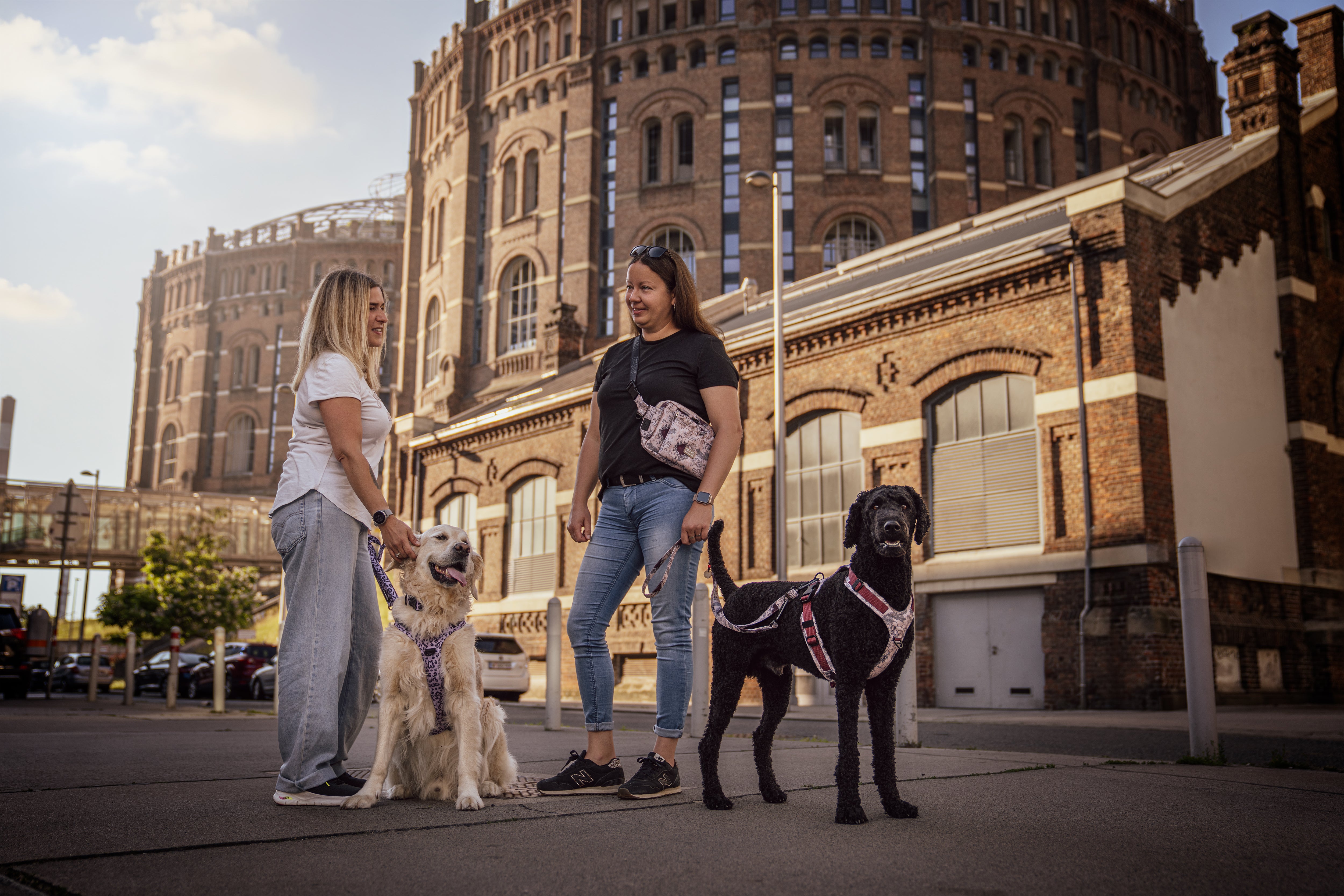 Zwei Hundehalter beim Spaziergang mit ihren Hunden im Hundegeschirr in der Stadt