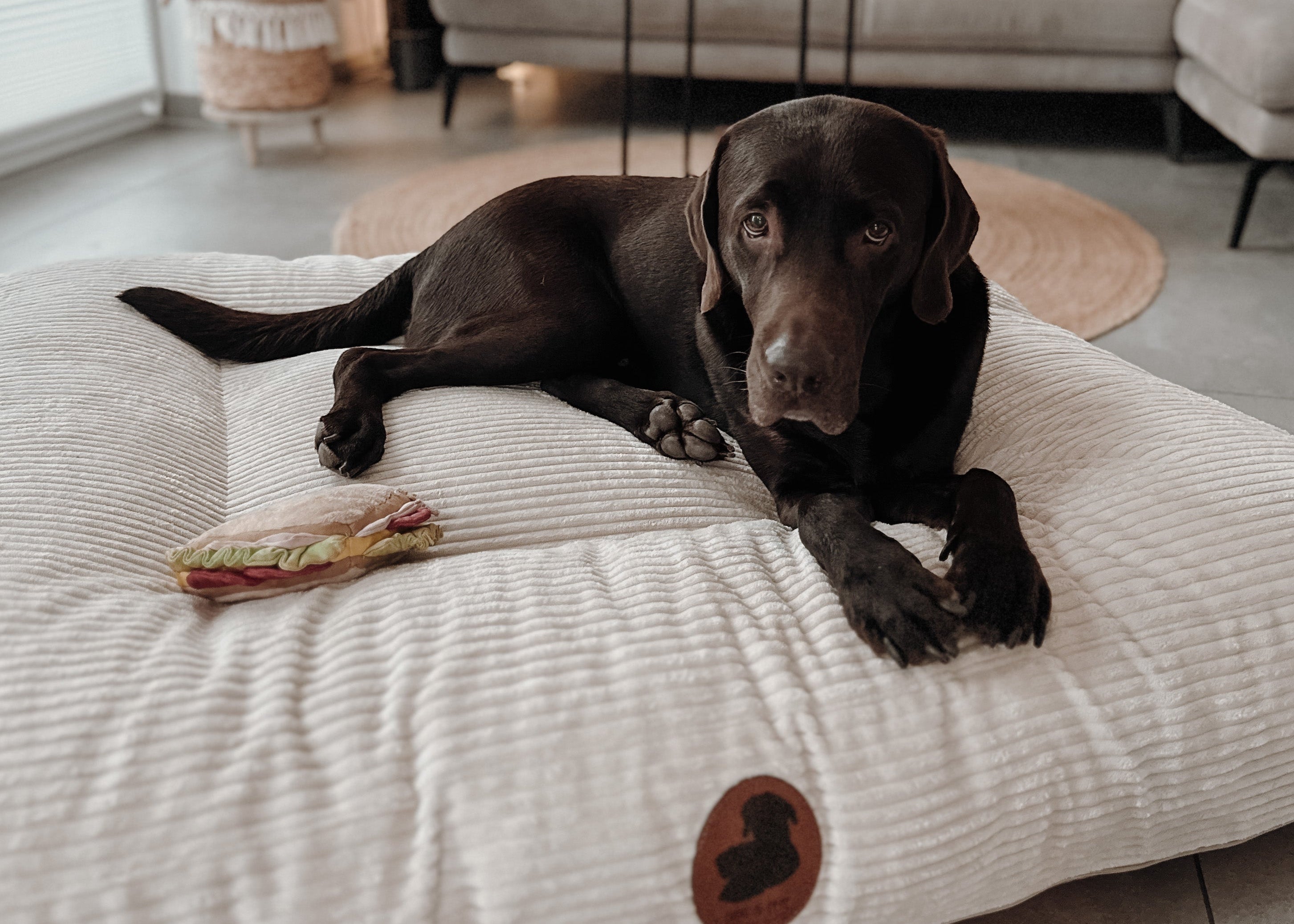 Brauner Hund liegt auf dem cremefarbenen Wau-Bed im gemütlichen Wohnzimmer, mit EMMY & PEPE Label und Spielzeug