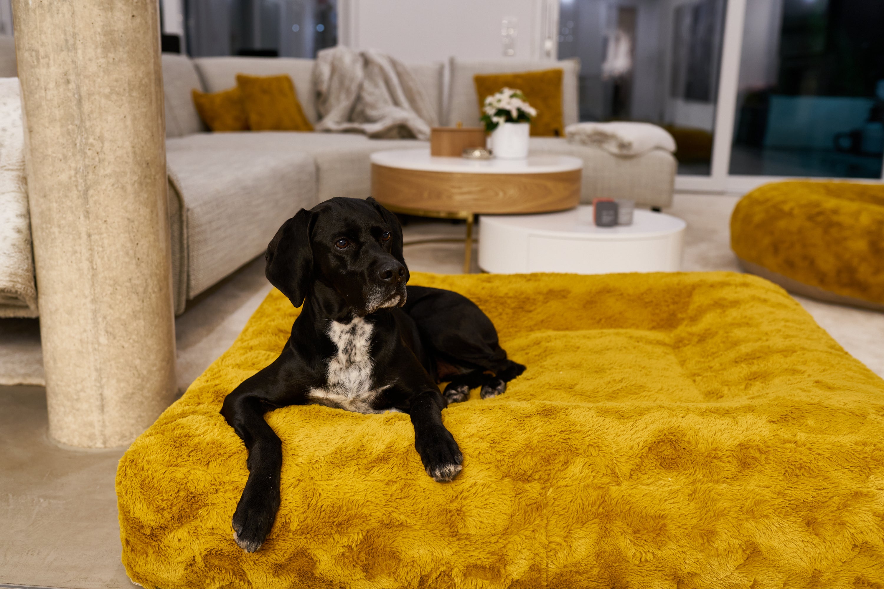 Schwarz-weißer Hund liegt entspannt auf dem ockerfarbenen Wau-Bed von EMMY & PEPE im Wohnzimmer