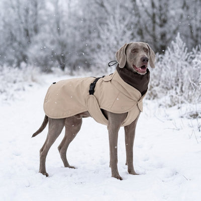 Weimaraner im Wau-Coat Taupe im Schnee – Hundemantel mit Steppfutter als Wintermantel