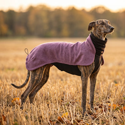 Galgo im Wau-Jumper Hundepullover Beere auf einem herbstlichen Feld
