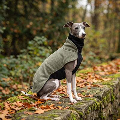 Italienisches Windspiel im Wau-Jumper Hundepullover Olive auf einer Mauer im Herbstpark