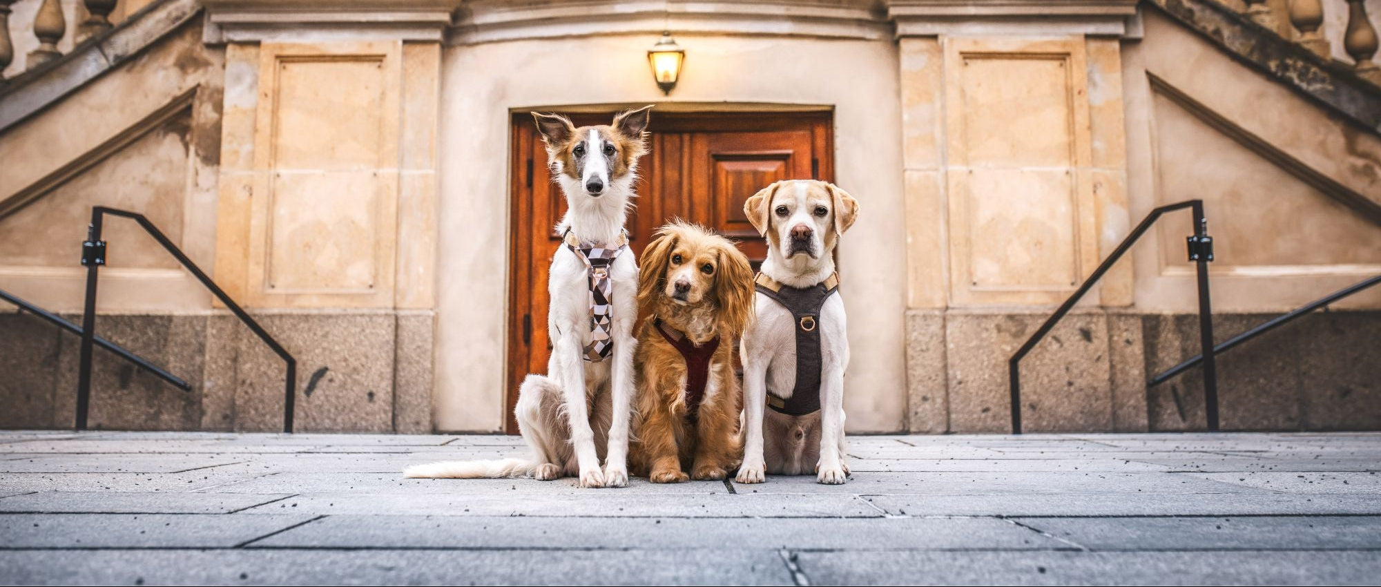 Drei Hunde unterschiedlicher Größe tragen das Wau-Move Hundegeschirr von Emmy & Pepe — von der Zwergrasse bis zum Großhund