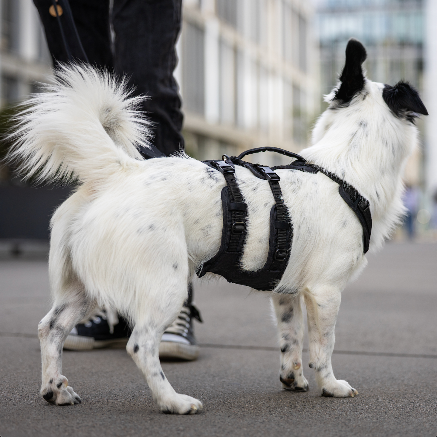 Weißer Hund von hinten mit Hundegeschirr beim Spaziergang in der Stadt.